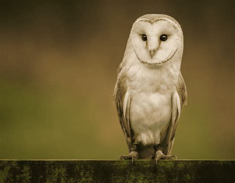 odds spanish|little owl in spanish.